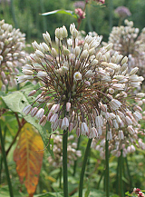 X 100 ALLIUM CONVALLARIOIDES PINK