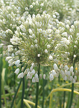 X 100 ALLIUM CONVALLARIOIDES WHITE