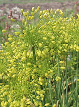 X 100 ALLIUM CONVALLARIOIDES YELLOW