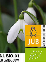 X 100 BIO GALANTHUS WORONOWII