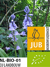 X 100 BIO HYACINTHOIDES HISPANICA BLAUW