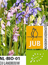 X 100 BIO HYACINTHOIDES HISPANICA MIX