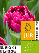 X 100 BIO TULIPA ALISON BRADLEY