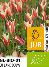 X 100 BIO TULIPA CLUSIANA