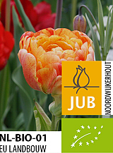 X 100 BIO TULIPA GUDOSHNIK DOUBLE