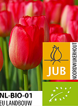 X 100 BIO TULIPA JUDITH LEYSTER
