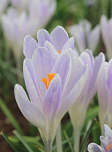X 100 CROCUS CANDLELIGHT