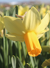 X 100 NARCISSUS FIDAN
