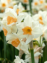 X 100 NARCISSUS KAPITI PEACH