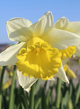 X 100 NARCISSUS MELYOR