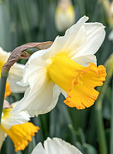 X 100 NARCISSUS ORANGE SUNSET