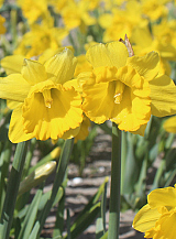 X 100 NARCISSUS SAY CHEESE