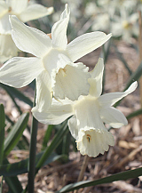X 100 NARCISSUS SNOW BABY