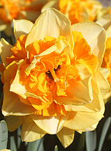 X 100 NARCISSUS SUN CATCHERS