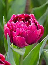 X 100 TULIPA ALISON BRADLEY