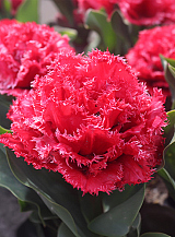 X 100 TULIPA BENDIGO