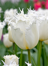 X 100 TULIPA CRICKO