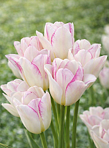 X 100 TULIPA EMILIE