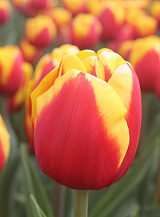X 100 TULIPA JUMPSHOT