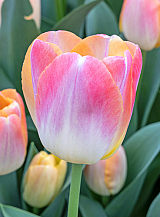 X 100 TULIPA KUNYUN