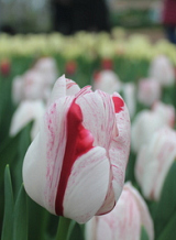 X 100 TULIPA ONE DIRECTION