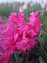 X 100 TULIPA POWER PARROT
