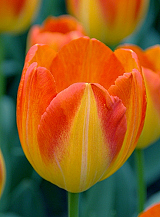 X 100 TULIPA PRINZ ARMIN