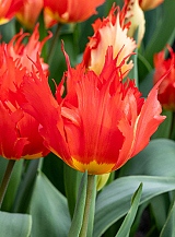 X 100 TULIPA ROBBEDOES