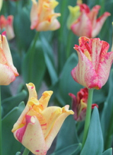 X 100 TULIPA STRIPED CROWN