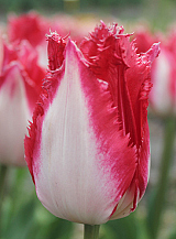 X 100 TULIPA SWEET SIMONE