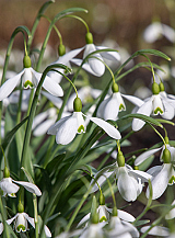 X 250 GALANTHUS ELWESII MOUNT EVEREST