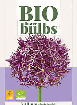 X   5 ALLIUM CHRISTOPHII - BIO