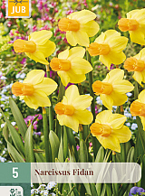 X   5 NARCISSUS FIDAN