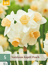 X   5 NARCISSUS KAPITI PEACH