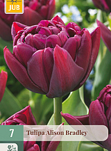 X   7 TULIPA ALISON BRADLEY