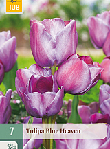 X   7 TULIPA BLUE HEAVEN
