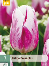 X   7 TULIPA BOJANGLES