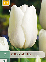 X   7 TULIPA CATHERINA