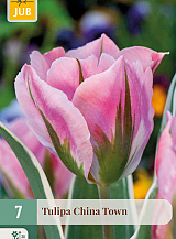 X   7 TULIPA CHINA TOWN