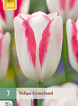 X   7 TULIPA GRACELAND