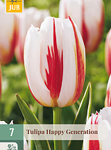 X   7 TULIPA HAPPY GENERATION