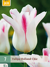 X   7 TULIPA HOLLAND CHIC