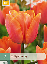 X   7 TULIPA JIMMY