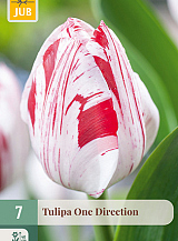 X   7 TULIPA ONE DIRECTION