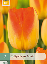 X   7 TULIPA PRINZ ARMIN