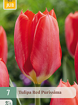 X   7 TULIPA RED PURISSIMA