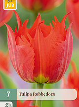 X   7 TULIPA ROBBEDOES