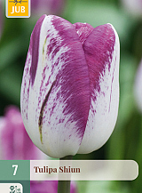 X   7 TULIPA SHIUN