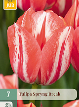 X   7 TULIPA SPRYNG BREAK