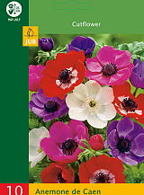 X 10 ANEMONE DE CAEN MIX NJ